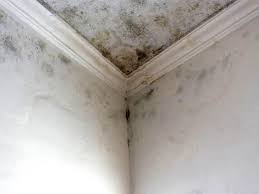 Best Mold Odor Removal Services  in Belle Plaine, IA